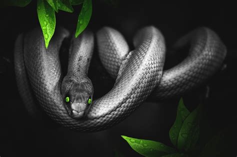 Garter Snake Oddly Cute Pets