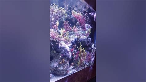 Musée Aquatique Barcelona Youtube