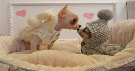 15 Signs That Indicate Youre A Crazy Chihuahua Person And Are Damn