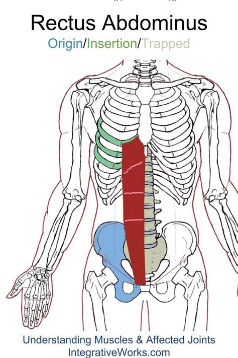 Anatomy Between Hip Lower Ribcage In Back Sacroiliac Joint Ligaments