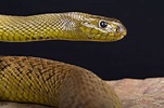 Fierce Snake Habitat, Diet & Reproduction - Reptile Park