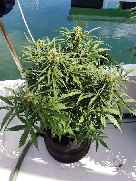 Dutch Passion Auto White Widow Grow Journal Week7 By Taima Growdiaries