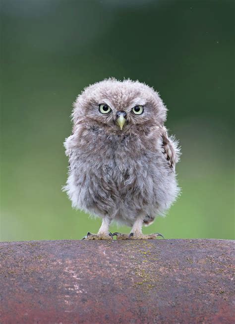 Fluffy Little Owl Owlet Photograph By Pete Walkden Pixels