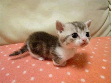 They love to play but they also love to be toted around or all available kitties for sale kitties for adoption retired breeding cats breeding cats. Munchkin Kitten! | Cats | Pinterest