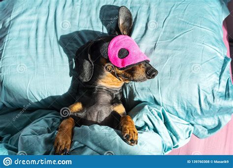 Dog Dachshund Puppy Asleep Comfortably In Bed In The Rays Of The