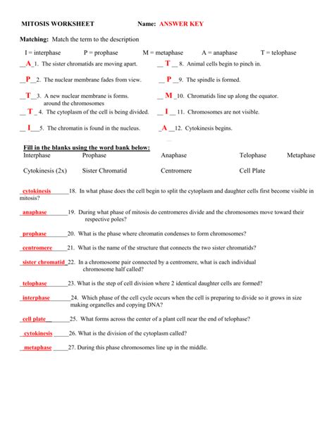 Same # as parent, genetically identical meiosis: MITOSIS WORKSHEET