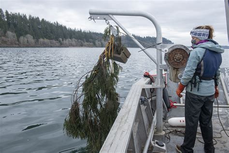 Nisqually Tribe Uses Traditional Knowledge To Attract Herring Spawn