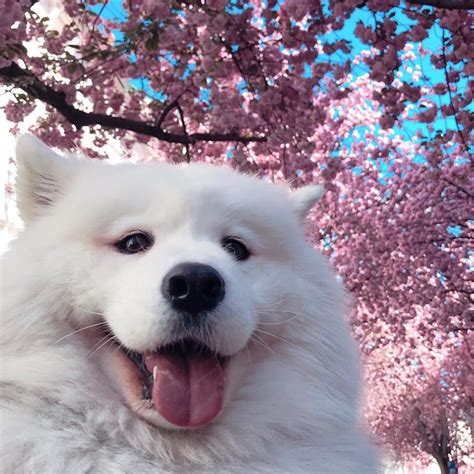 Meet Maya The Most Famous Samoyed In The World Our Funny Little Site