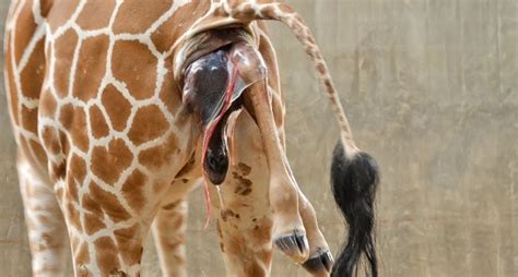 Giraffe Cam On Youtube April The Giraffe Gives Birth At Animal