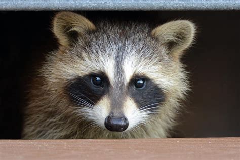 Can Raccoons Eat Dog Food Find Out Here All Animals Guide