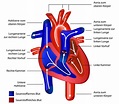 Das Herz – Aufbau und Funktion einfach erklärt | DKV