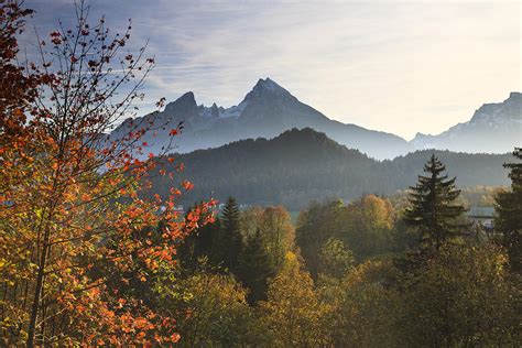 Forest And Watzmann In Autumn Berchtesgaden National Park Bavaria