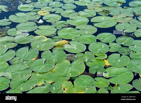 Lily Pad Pond Stock Photo Alamy