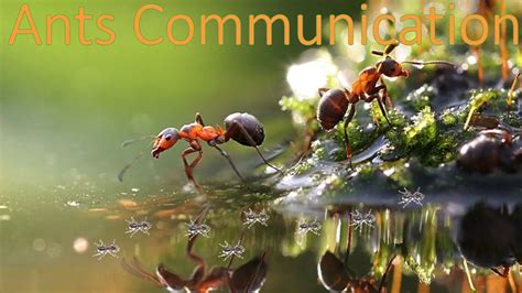 Ant Communication Big History Project Youtube