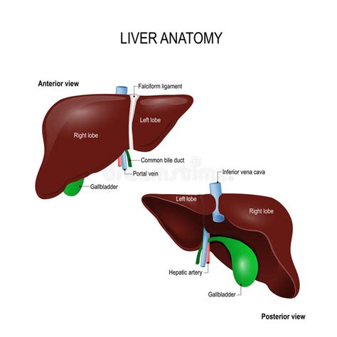 Human Liver Anatomy Stock Vector Illustration Of Isolated 87017799