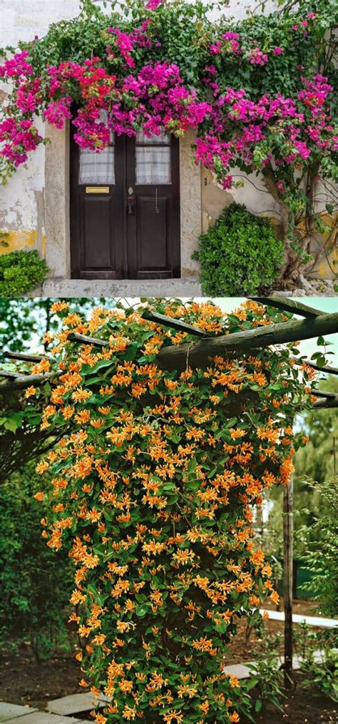 20 Favorite Flowering Vines And Climbing Plants A Piece Of Rainbow