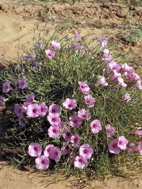May 2, 2016 1:35 pm: Ipomoea leptophylla (Bush morning-glory) #18159 | Flowers ...