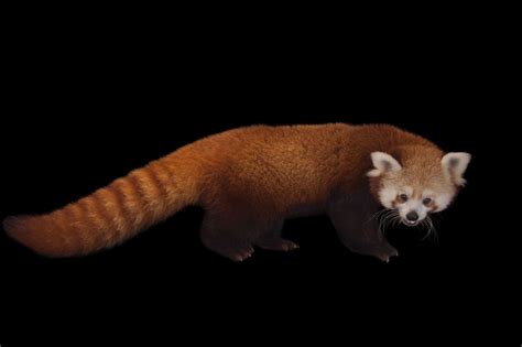 Picture Of An Endangered Red Panda Ailurus Fulgens
