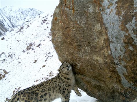 First Pictures Snow Leopards Rebounding In Afghanistan