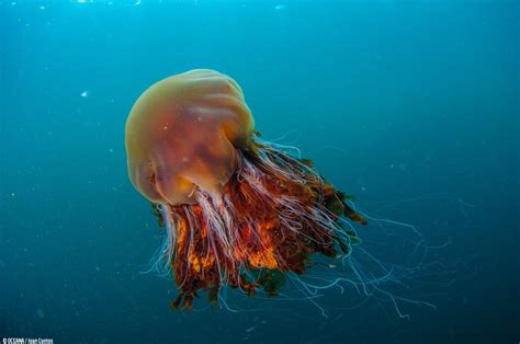 Jellyfish Types Most Commonly Found In Waters Around The Uk