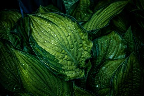 Download Close Up Nature Green Leaf Hd Wallpaper By Chris Frank