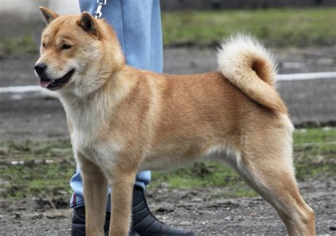 Hokkaido Inu Temperament Origins And Care Dog Breed Guide