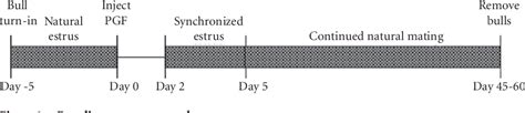 Figure From Effect Of Estrus Synchronization With A Single Injection