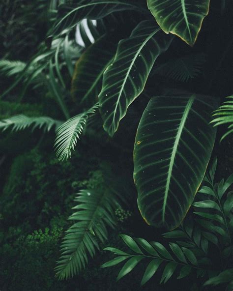 Welcome To The Jungle Dark Green Aesthetic Plant Aesthetic Plant
