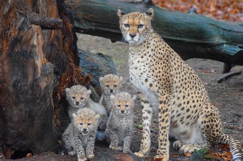 Four Northern Cheetah Cubs Born At Fota Wildlife Park