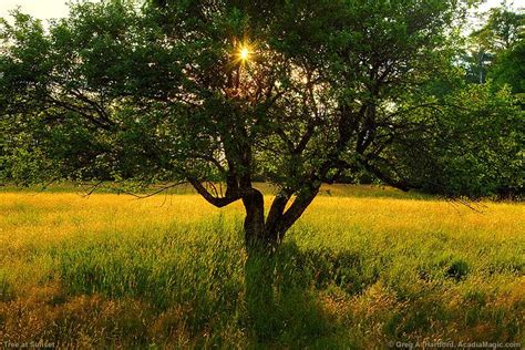 Tree At Sunset In Golden Field Of Grass Nature Photography Sunset