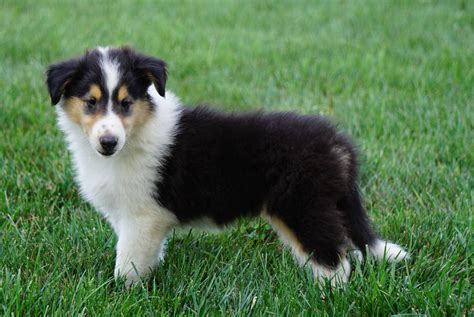 Akc Registered Lassie Collie For Sale Fredericksburg Oh Male Owen