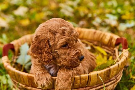 Goldendoodle puppies are a beautiful combination of golden retriever and poodle parents. This F1b Mini Goldendoodle is all business when it comes ...