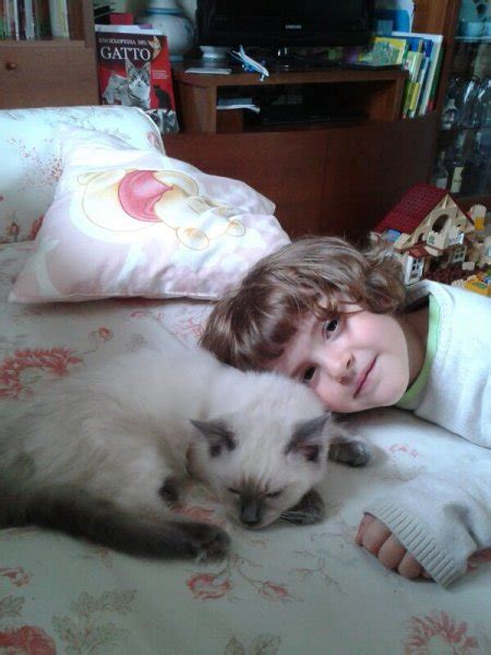 Photos Of Ragdoll And Children Ragdoll Cats