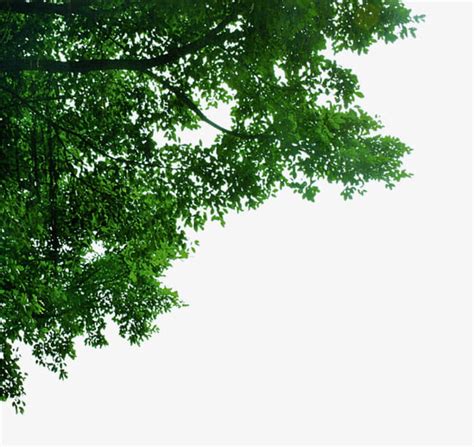 Free Corner Tree Cliparts Download Free Corner Tree Cliparts Png