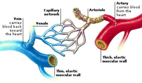 Arteries Veins And Capillaries Comparison