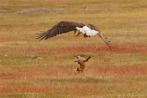 This Striking Photo Of An Eagle Holding A Rabbit And A Fox Suspended