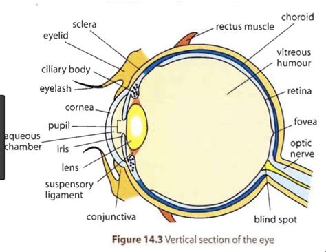 Diagram Of The Eye Blind Spot Diagramaica