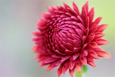 Dahlia Petals Flower Free Photo On Pixabay