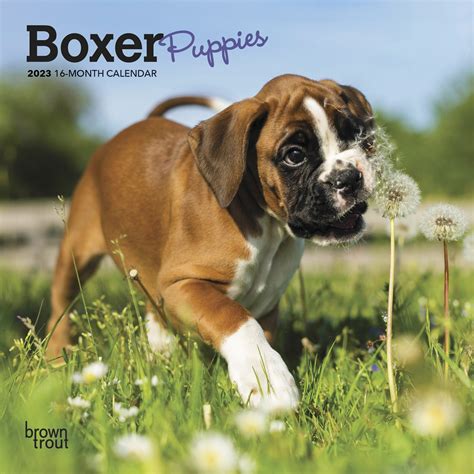 Boxer Puppies 2023 7x14 Hanging Monthly Mini Wall Calendar