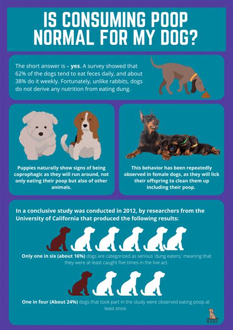 Definitive Guide To Understanding Why Dogs Eat Poop Bark For More