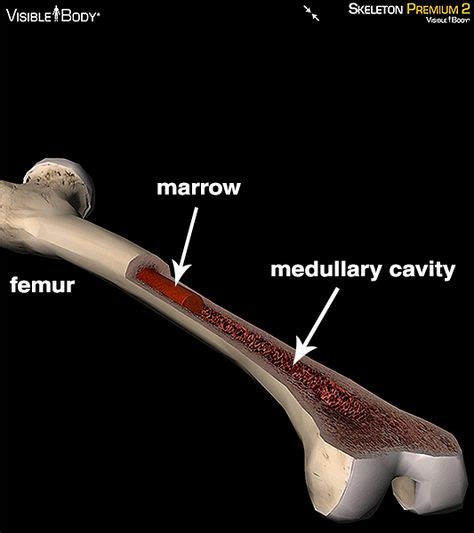 Femur Bone Medullary Cavity Bone Marrow Red Marrow Osteoporosis