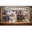 Kitten Baby Cat Wallpapers HD / Desktop And Mobile Backgrounds
