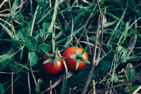 Scientists Have Genetically Engineered The Perfect Tomato