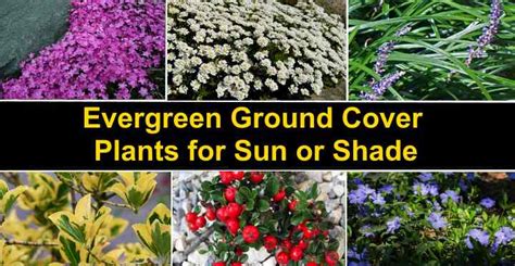 Flowering Ground Cover Shade Zone 5 Shade Plants For Zone 5 Growing