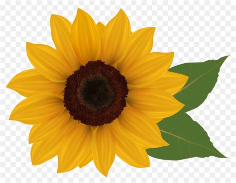 Sunflower Cartoon Clipart 10 Free Cliparts Download Images On