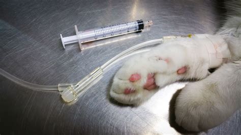 Do Cats Need Enteritis Vaccines Vet Help Direct