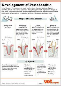 What is a pet dental and why is it important? feline dental chart - Google Search | vet tech training ...