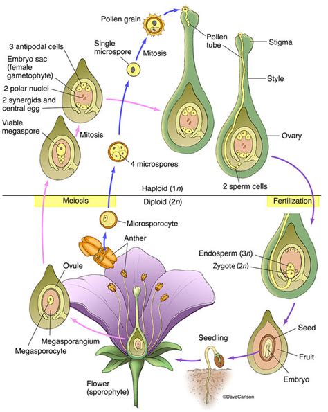 Angiosperm Structure And Life Cycle Carlson Stock Art