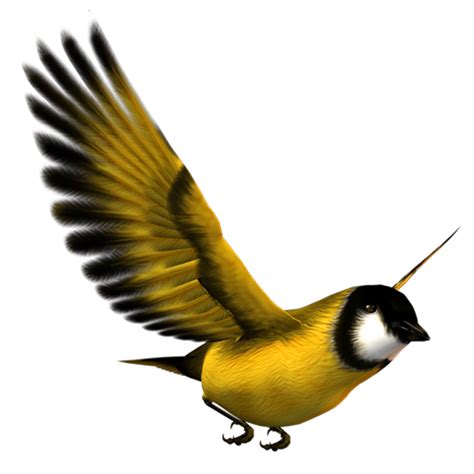 Bird Flight Bird Flight Eurasian Magpie Yellow Yellow Bird Png