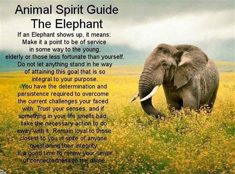 Elllllllie Phannnnt Elephant Spirit Animal Elephant Quotes Elephant